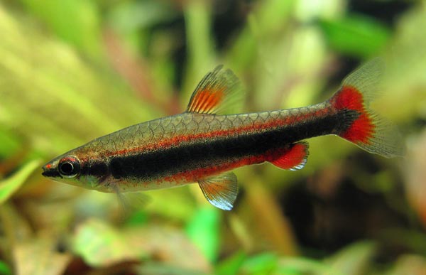 Nannostomus beckfordi